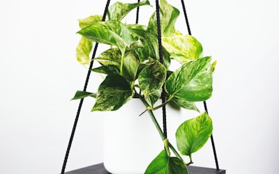 欧洲冠军联赛标志与奖杯特写